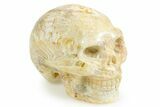 1.5" Polished Indonesian Fossil Coral Skulls - Photo 3